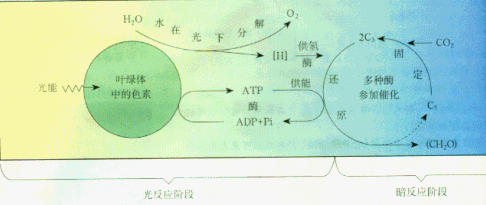 植物的新陈代谢