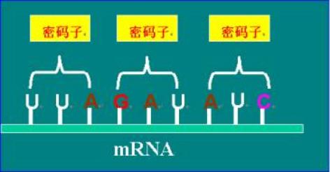 "叶片"端有三个特殊的碱基称为"反密码子,能与mrna上的"密码子"相